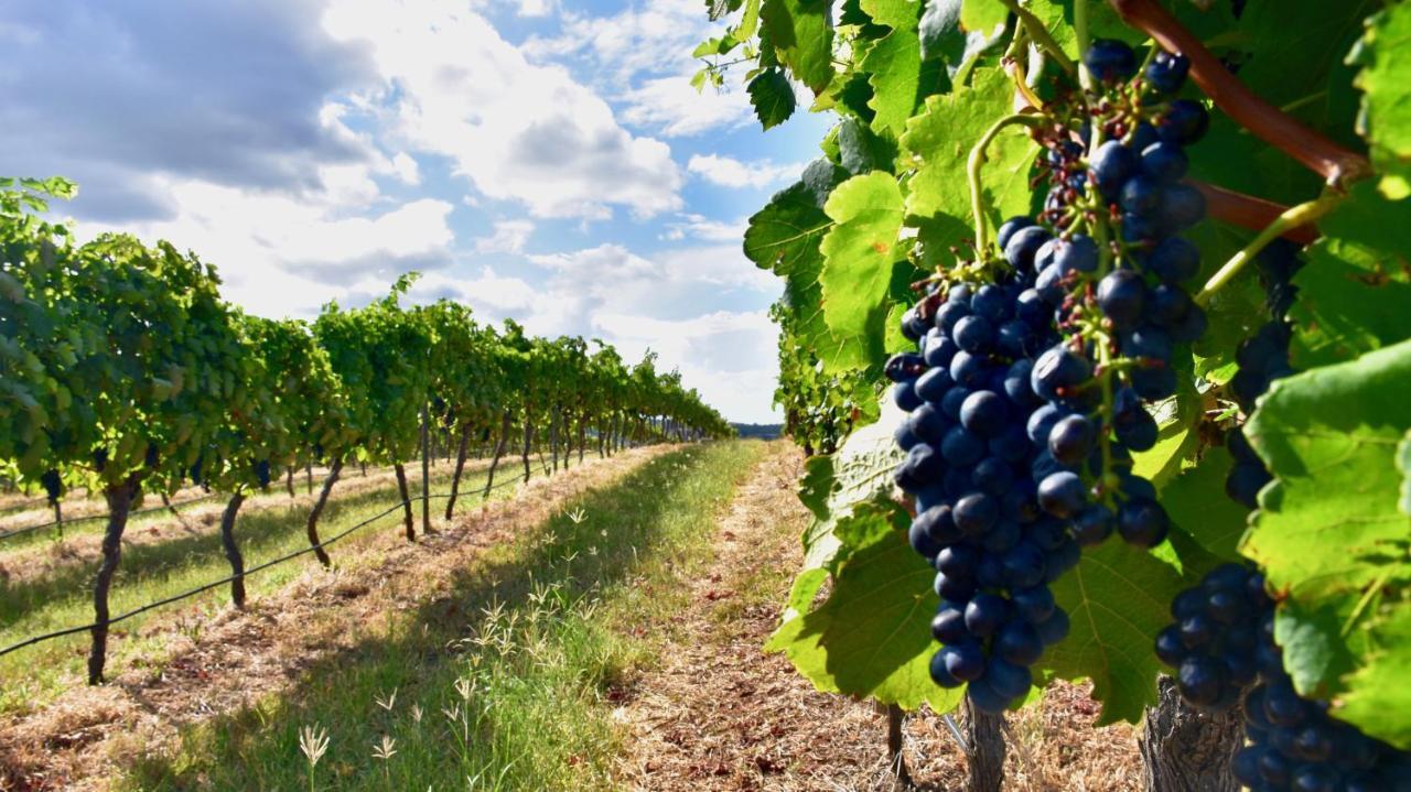 Hanging Tree Wines Pokolbin Kültér fotó